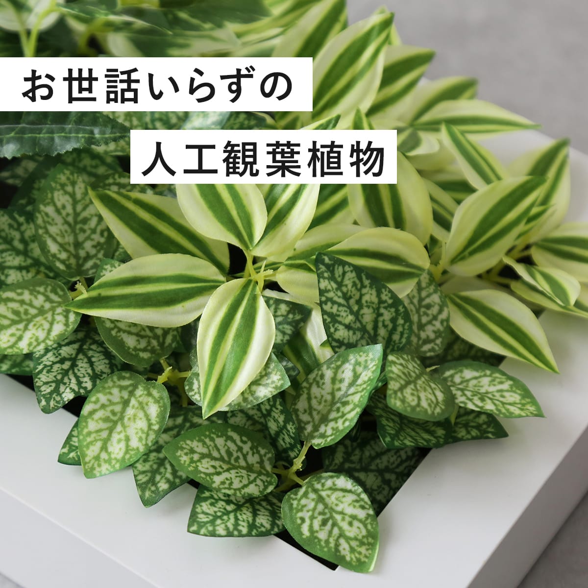観葉植物【長方形】マイロ