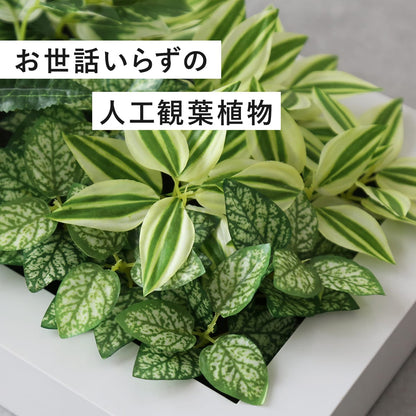 観葉植物【長方形】マイロ