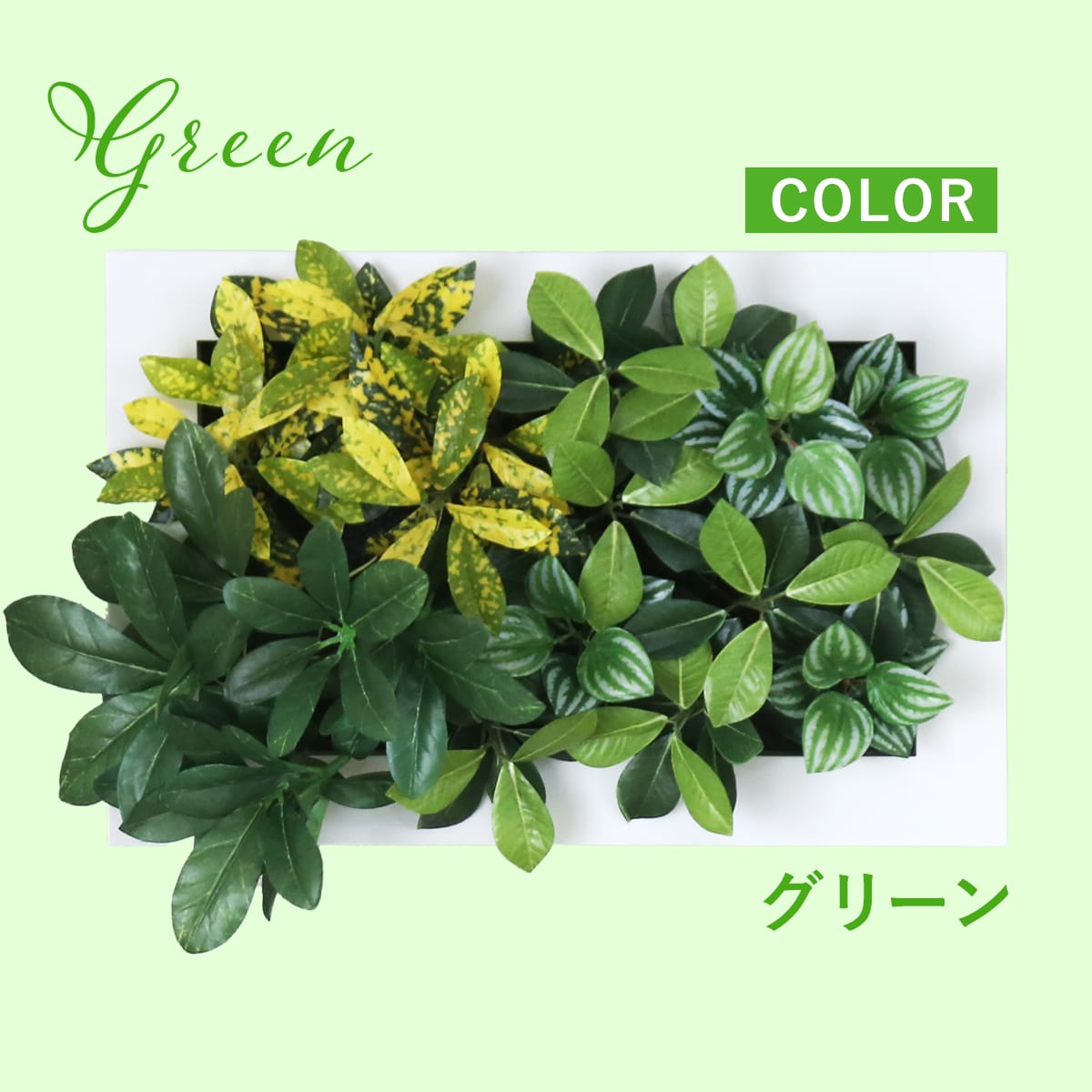 観葉植物【長方形】マイロ