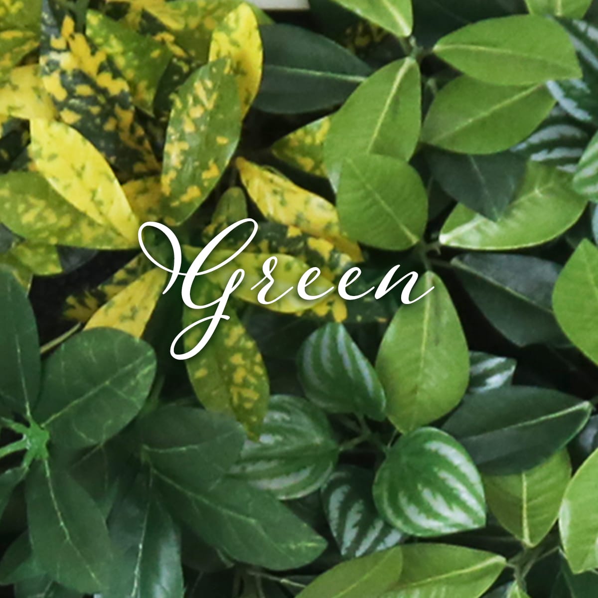 観葉植物【長方形】マイロ