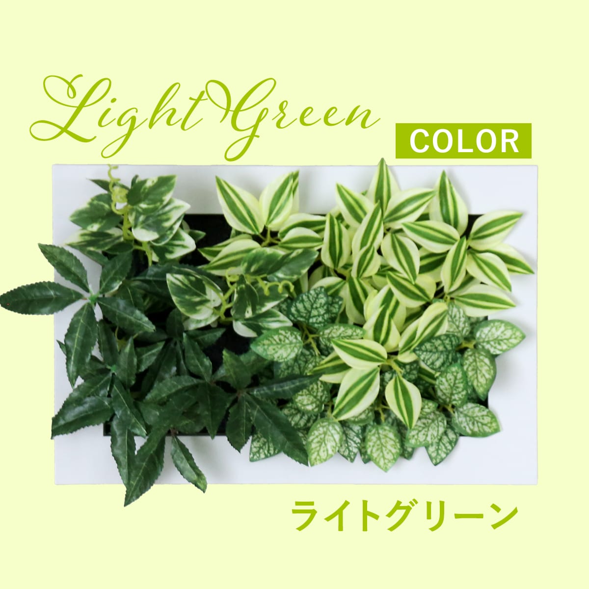 観葉植物【長方形】マイロ