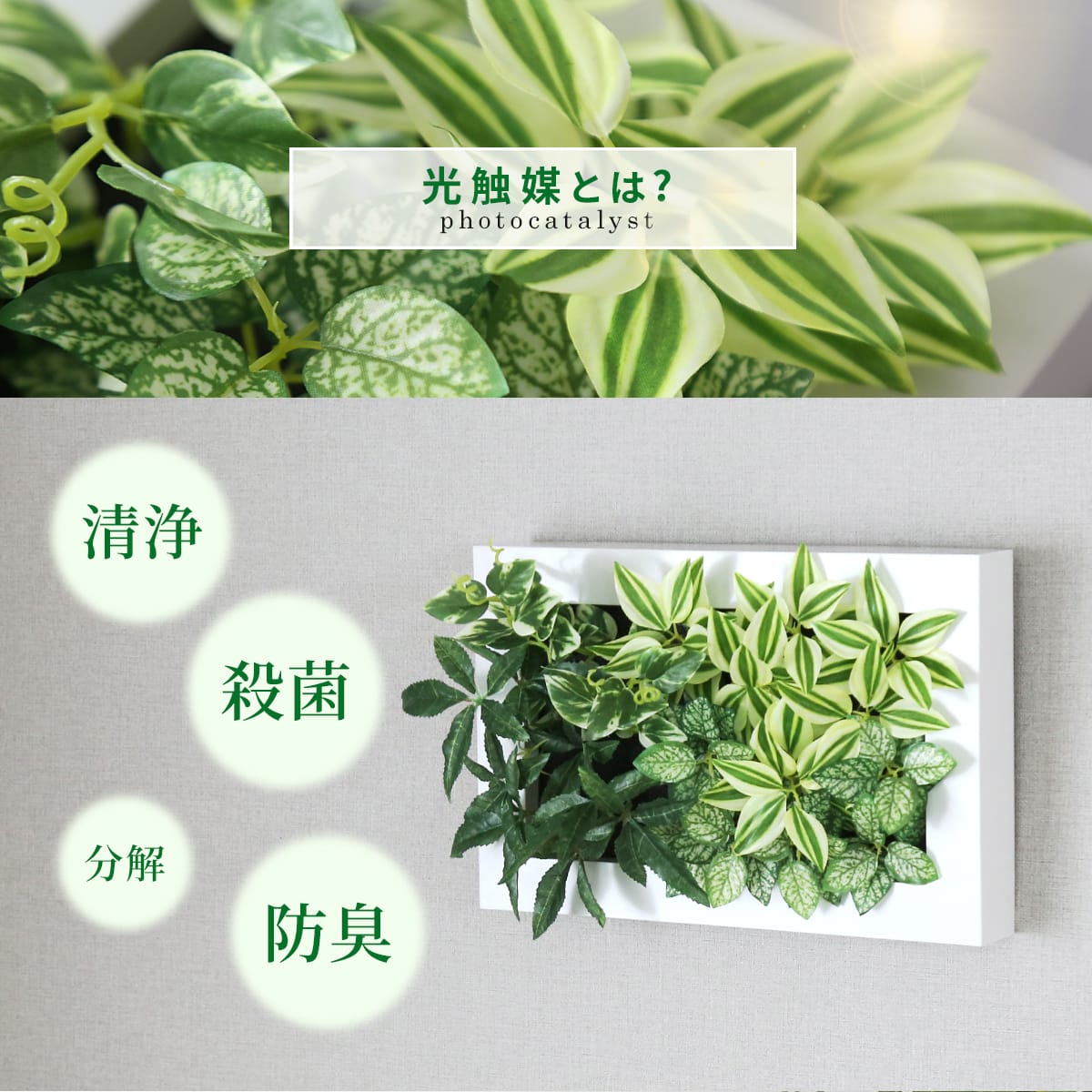 観葉植物【長方形】マイロ
