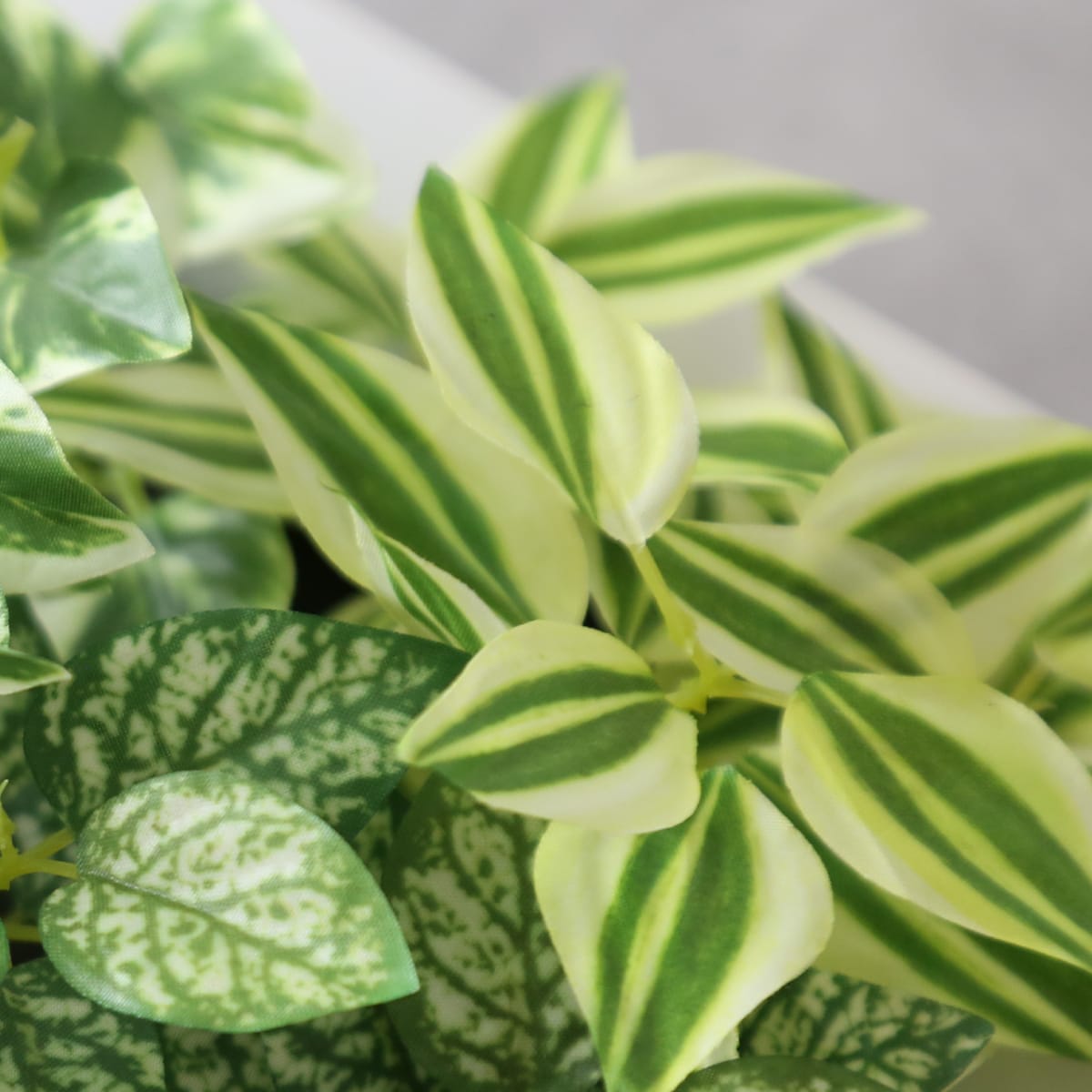 観葉植物【長方形】マイロ