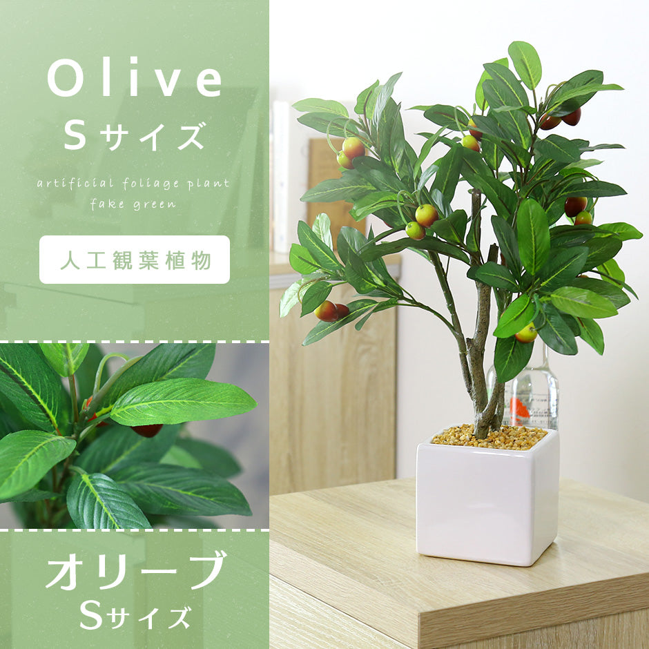 観葉植物　オリーブS