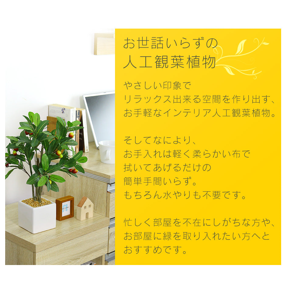 観葉植物　オリーブS
