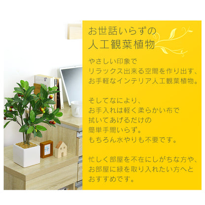 観葉植物　オリーブS