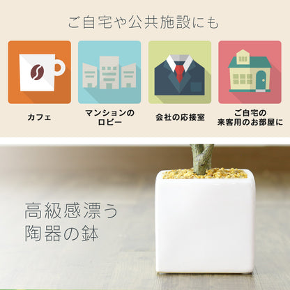 観葉植物　オリーブS
