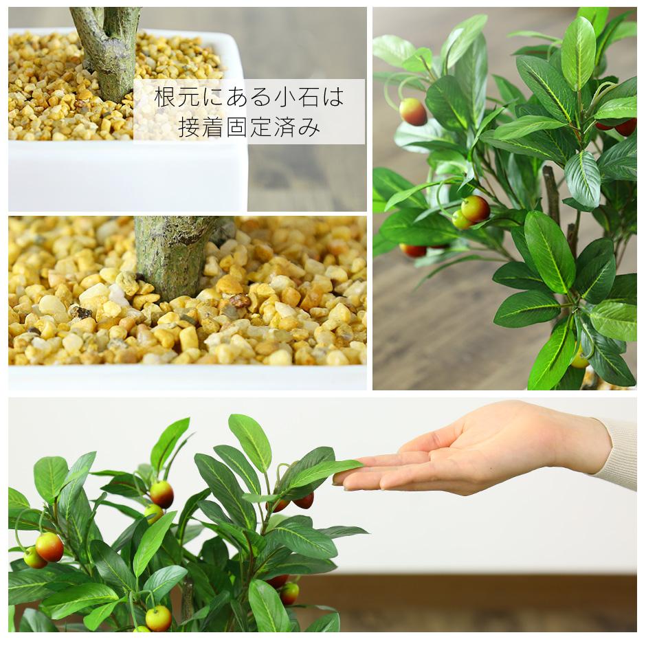 観葉植物　オリーブS