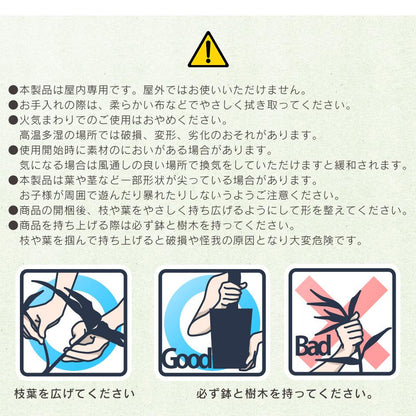 観葉植物　オリーブS