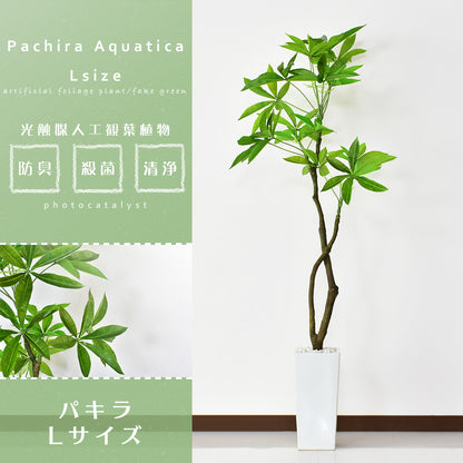 観葉植物　パキラL