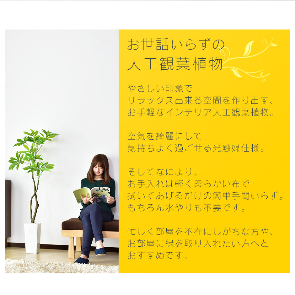 観葉植物　パキラL