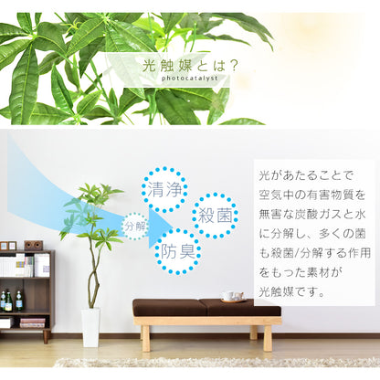 観葉植物　パキラL