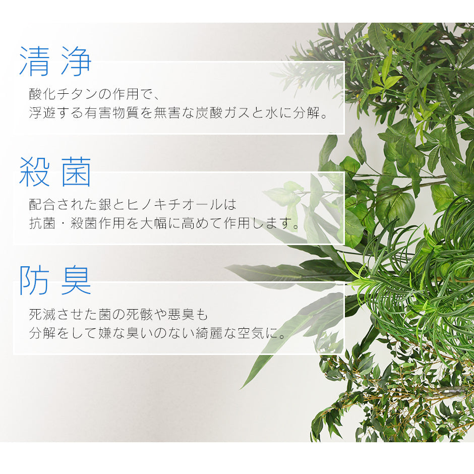 観葉植物　パキラL