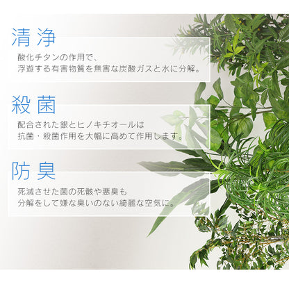 観葉植物　パキラL