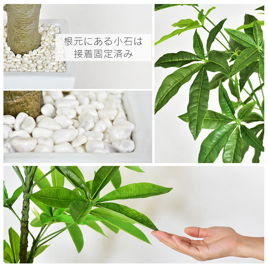 観葉植物　パキラL