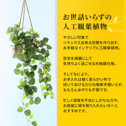 観葉植物　ハンギング ペペロミア70㎝