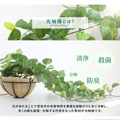 観葉植物　ハンギング ペペロミア70㎝