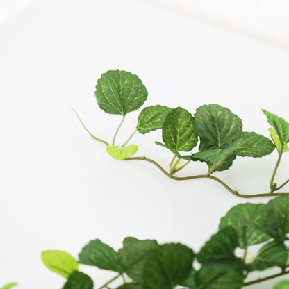 観葉植物　ハンギング ペペロミア70㎝