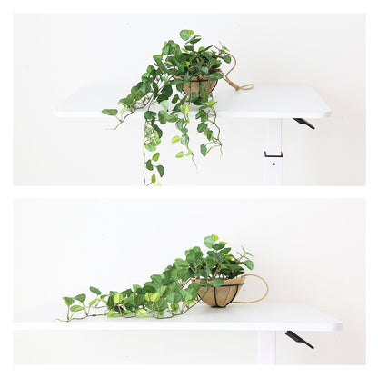 観葉植物　ハンギング ペペロミア70㎝