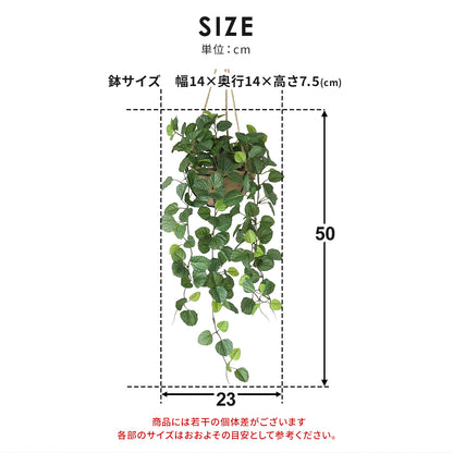 観葉植物　ハンギング ペペロミア70㎝