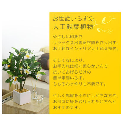 人工観葉植物 プルメリア