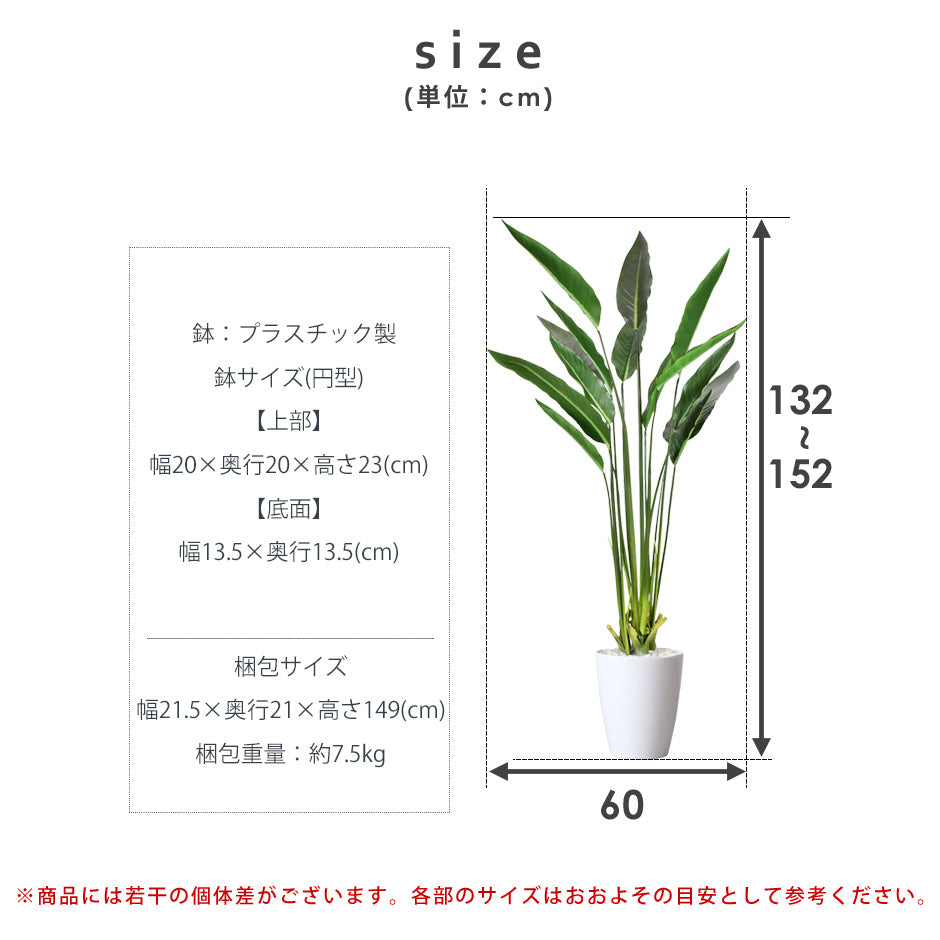 観葉植物 ストレリチア｜【公式】家具通販のremembrance – ドリス公式