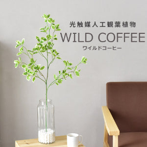 人工観葉植物 ワイルドコーヒー