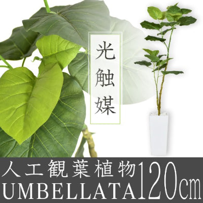 【高さ120cm】観葉植物 ウンベラータ